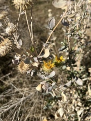 Grindelia