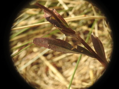 Campanula scheuchzeri