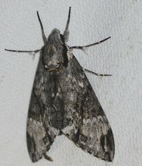 Psilogramma menephron