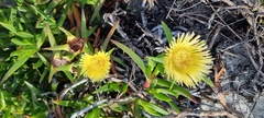 Carpobrotus edulis
