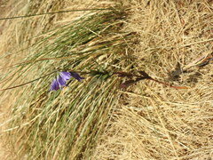Campanula scheuchzeri