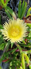 Carpobrotus edulis