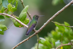 Chionomesa fimbriata