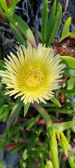 Carpobrotus edulis