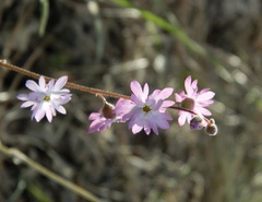 Lithophragma tenellum
