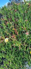Carpobrotus edulis