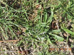 Plantago lagopus