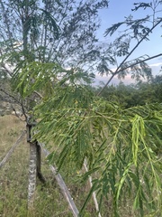 Leucaena
