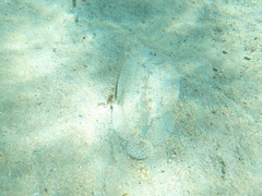 Pardachirus marmoratus