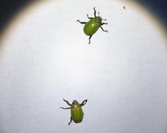 Platycoelia pomacea