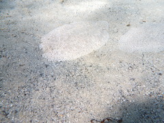 Pardachirus marmoratus