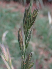 Bromus catharticus