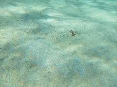 Pardachirus marmoratus