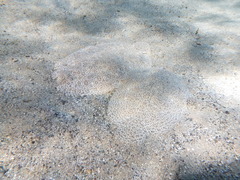 Pardachirus marmoratus