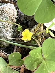 Oxalis corniculata