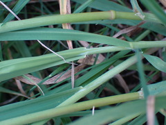 Bromus catharticus