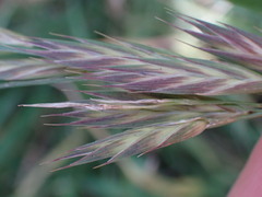 Bromus catharticus