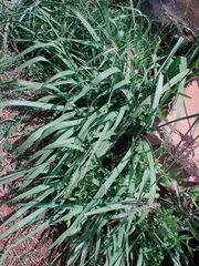 Paspalum dilatatum