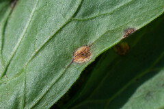 Puccinia actaeae-agropyri