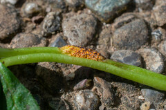 Puccinia actaeae-agropyri