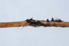 Botrytis