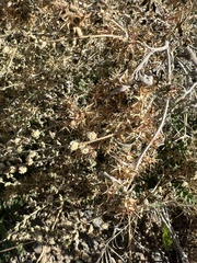 Ambrosia acanthicarpa