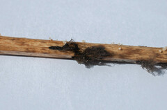 Botrytis