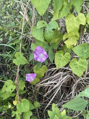 Convolvulaceae