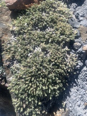 Phlox pulvinata