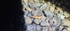 Desmoptera truncatipennis