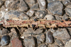 Tryblidiopsis pinastri