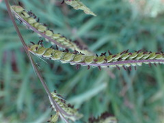 Paspalum dilatatum