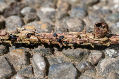 Tryblidiopsis pinastri