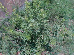 Searsia pyroides