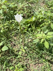 Zephyranthes