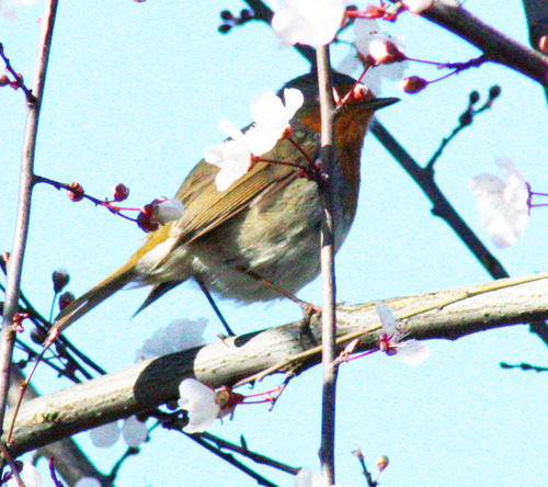 Erithacus rubecula