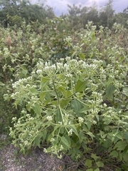 Chromolaena odorata