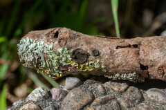 Hypoxylon cercidicola