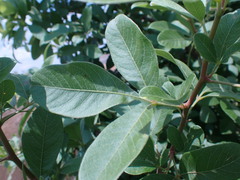 Searsia pyroides