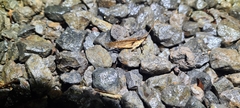 Desmoptera truncatipennis