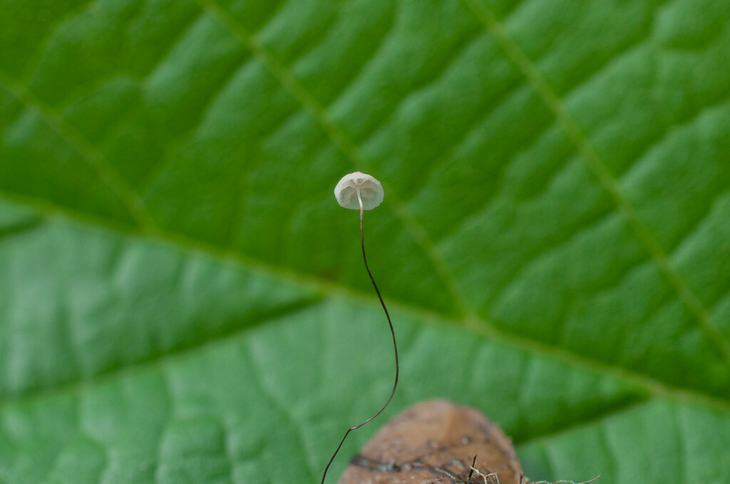 Marasmius buxi