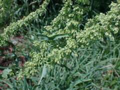 Rumex crispus
