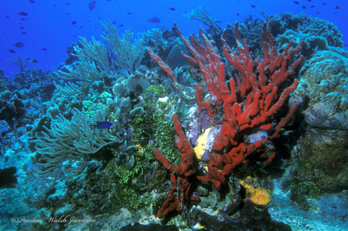 Scattered Pore Rope Sponge