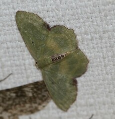 Metallochlora lineata