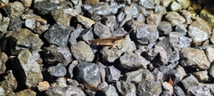 Desmoptera truncatipennis