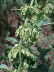 Rumex crispus