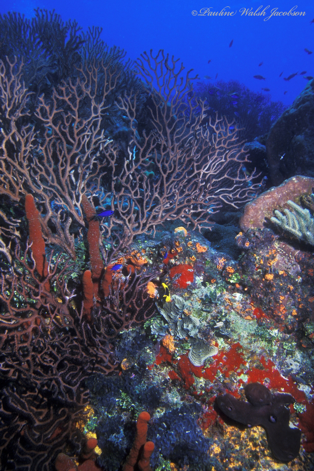Deepwater Sea Fan