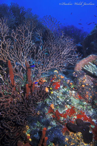 Deepwater Sea Fan