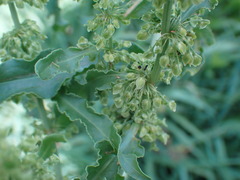 Rumex crispus