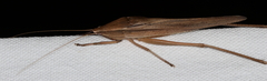 Neoconocephalus triops